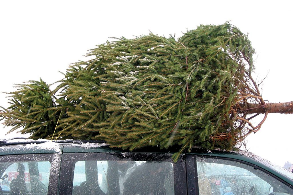 christmas-tree-farm-cartop-tree