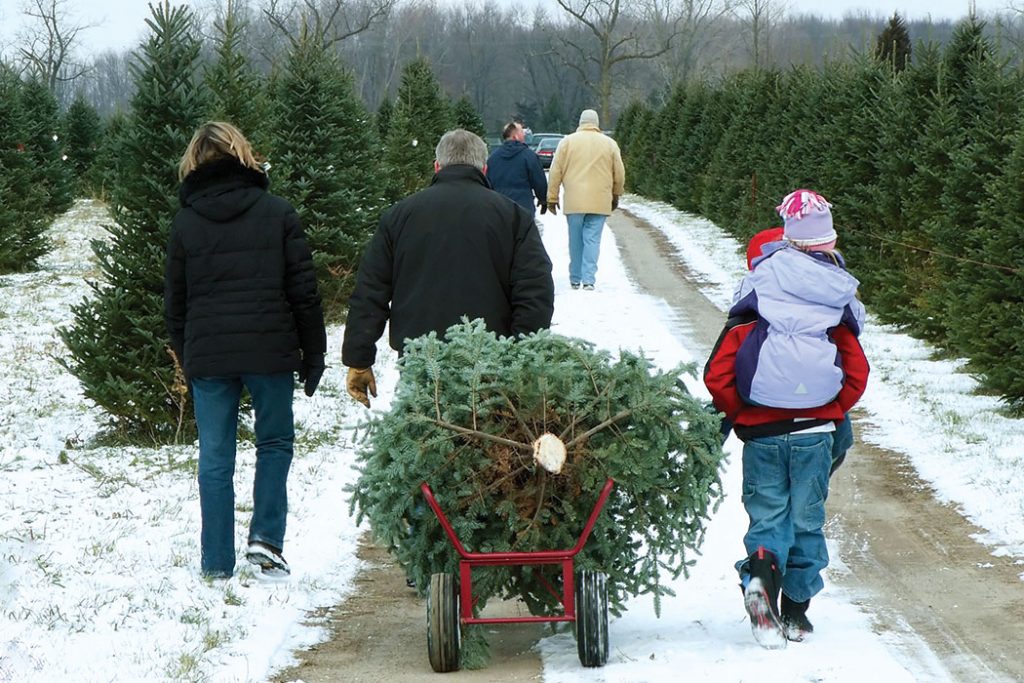 christmas-tree-farm-family