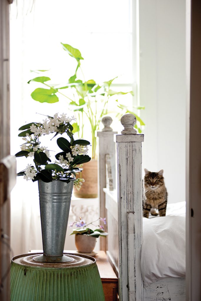 Unexpected-House-Plant-cat