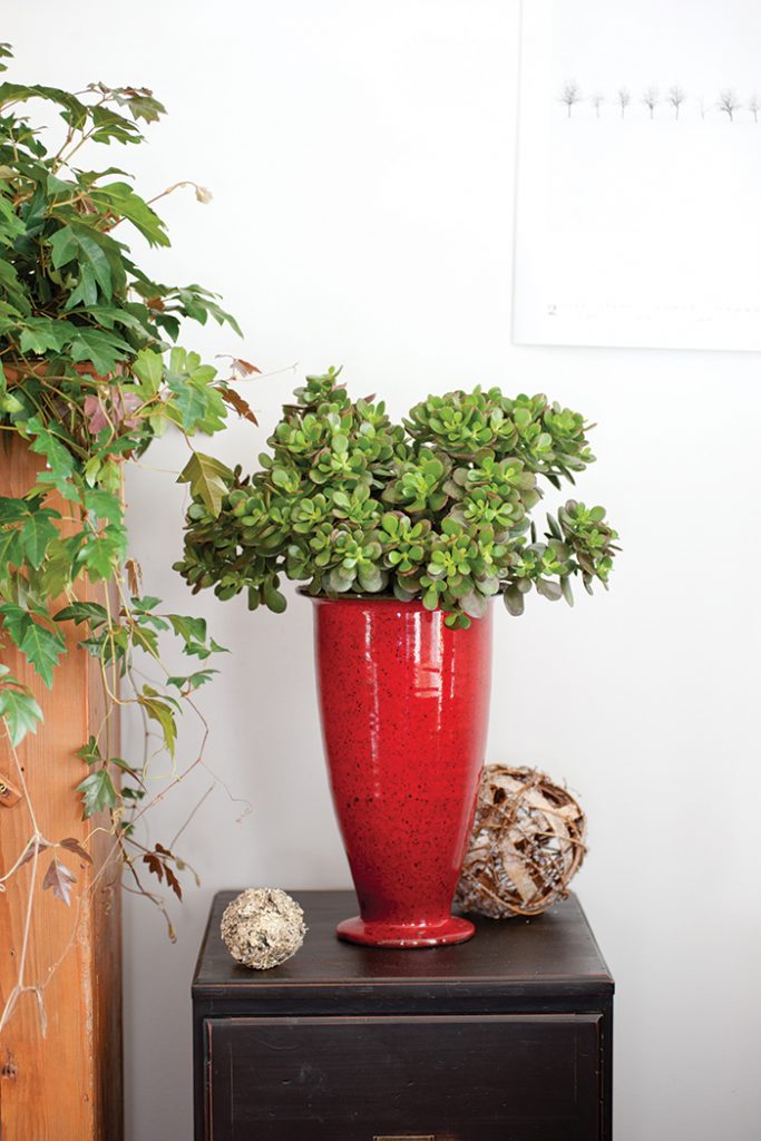 Unexpected-House-Plant-red-vase
