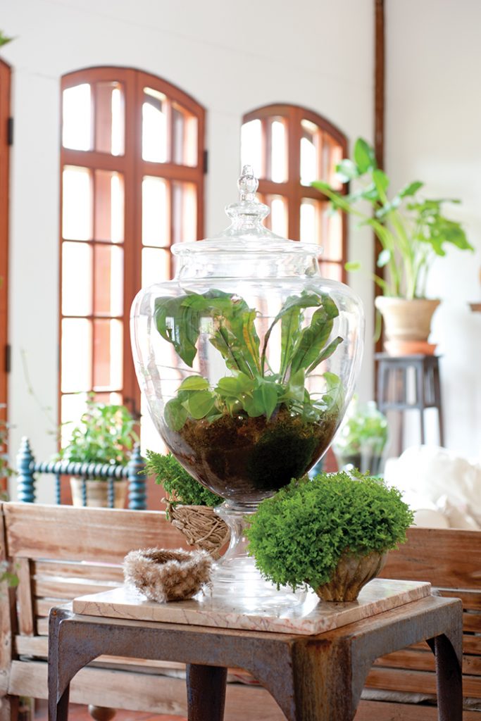 Unexpected-House-Plant-terrarium