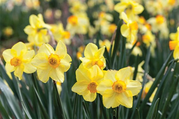 Mothers Day Picnic Menu