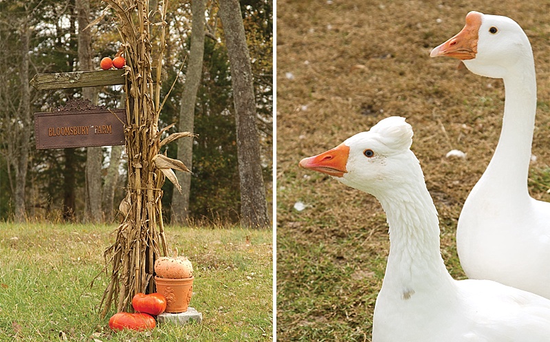 Finding Her Niche at Bloomsbury Farm