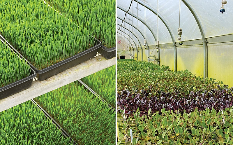 Finding Her Niche at Bloomsbury Farm