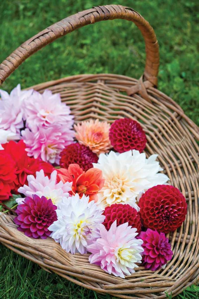 Basket of multi-colored dahlias