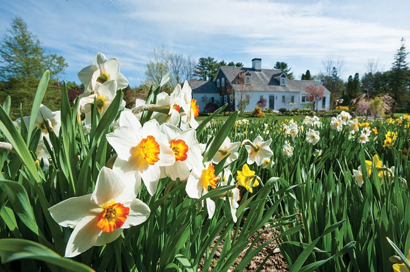 A Dreamy Daffodil Garden with All the Bells and Whistles - Cottage Journal