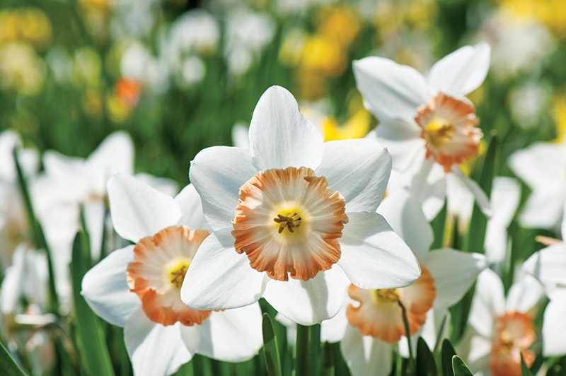 Make & Do: Springtime Fairy Daffodils! – The Irish Fairy Door Company