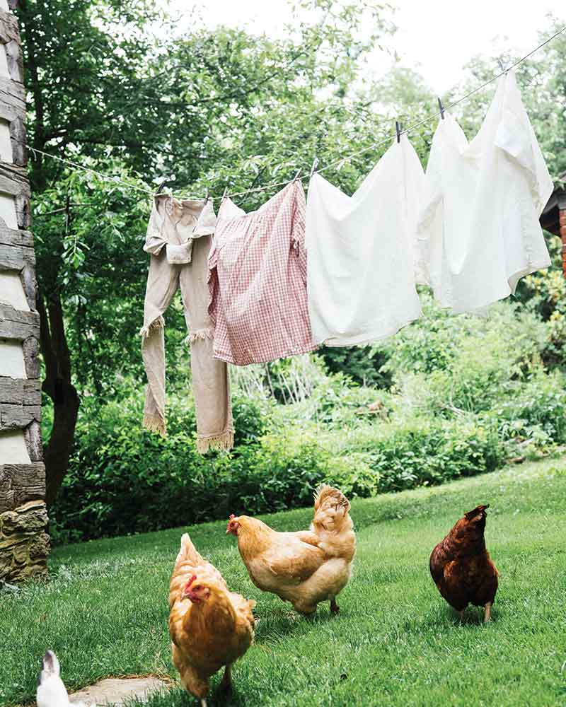chickens and clothes line