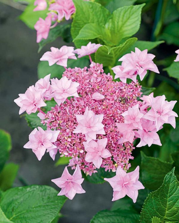 Want to Grow Gorgeous Hydrangeas? This Book Is the Perfect Guide ...