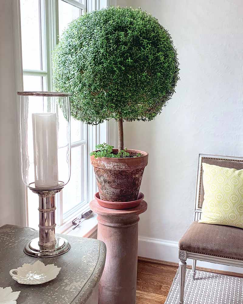 A topiary on a pedestal.