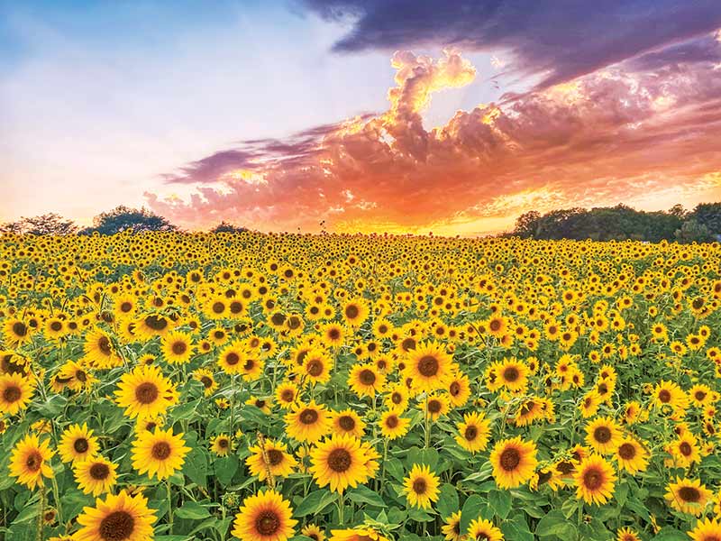 Flower Farmers Share Their Tips