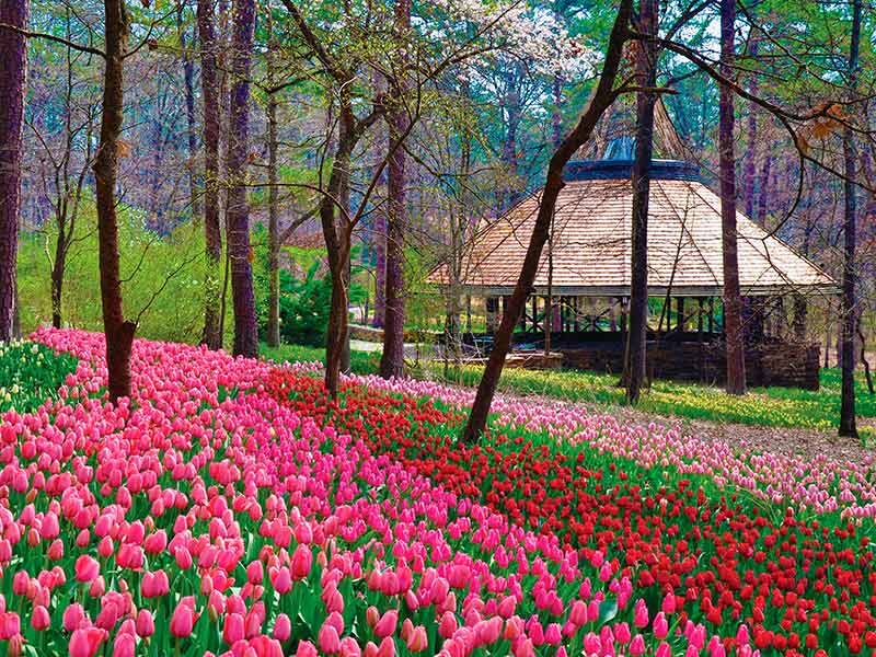 Rows of tulips in Garvan botanical garden.
