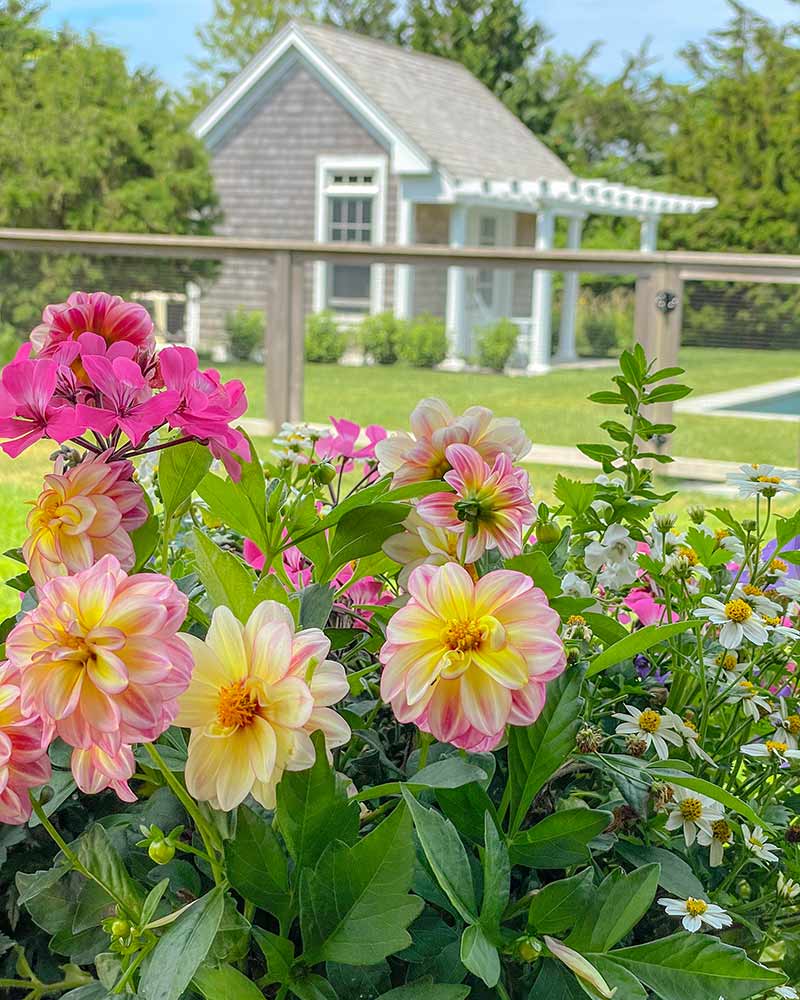 Vibrant flowers in the foreground with a picturesque backyard pool and a cozy, cape-style house in the background, symbolizing a serene residential setting.
