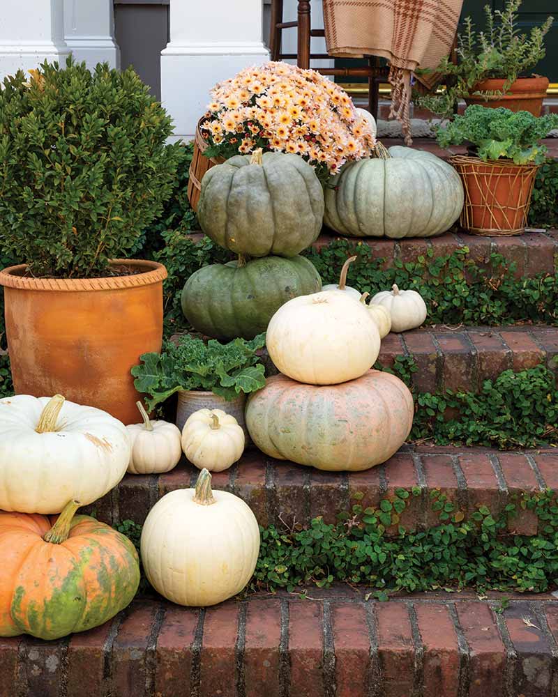 A variety of pumpkins and gourds arranged on brick steps, surrounded by potted plants and a decorative floral arrangement.