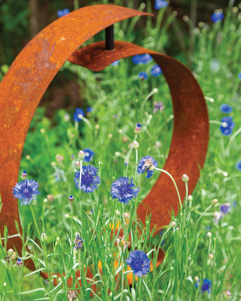 A bed of bachelor’s buttons lends a brilliant purplish-blue hue, its cool pigment juxtaposing with the warm patina of a garden scultpure.