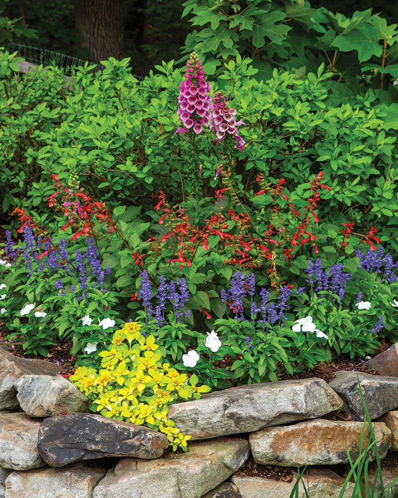 Here, a small space makes a big impact as purple foxglove, orange Skyscraper™ salvia, deep blue Sallyfun™ salvia, white vinca, and yellow Waikiki Sunset™ Lysimachia create a captivating moment through varying colors, textures, and heights.