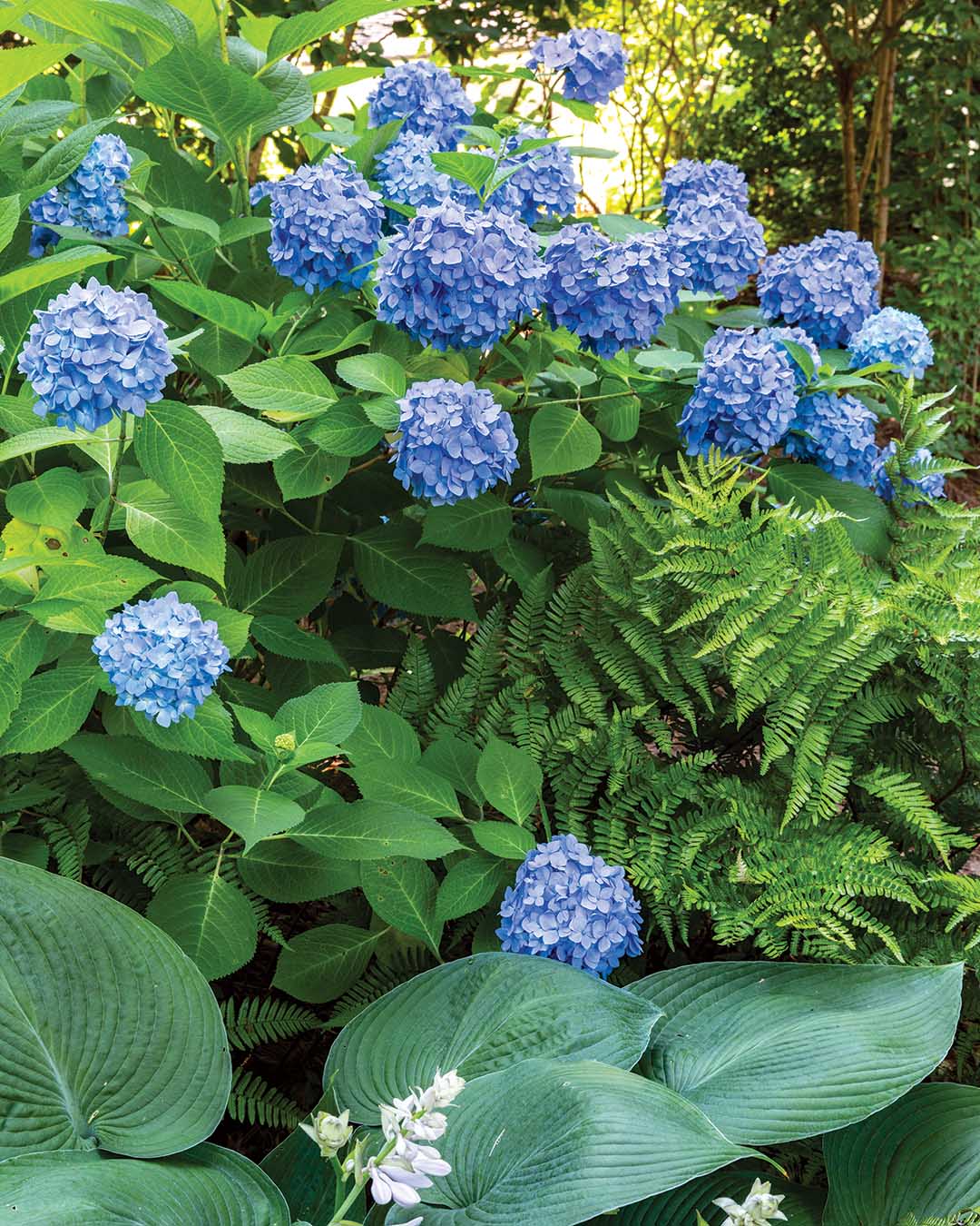The hydrangeas and viburnum that Chip and Laura so adore are at their finest in the summer months.