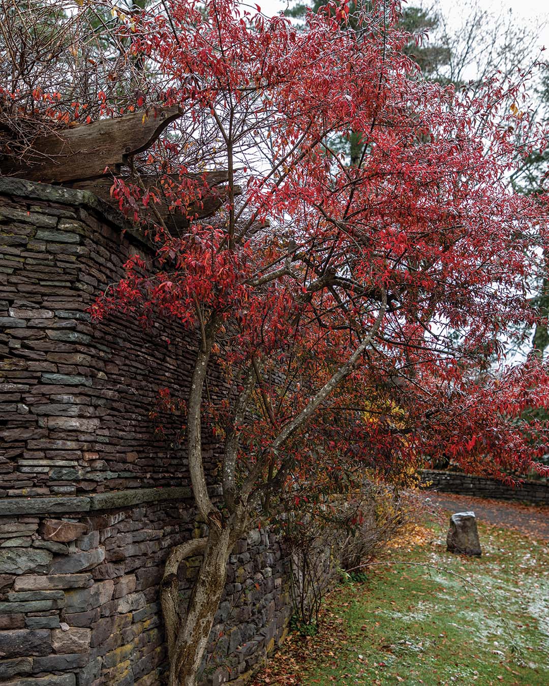 Brilliant burgundy foliage accompanied by pinkish fruit and seedpods ensures the European spindle tree draws attention beginning in autumn and continuing well into winter. Whether late bloomers or long-lasting spectacles, consider incorporating plants that will extend the vitality of your outdoor spaces.